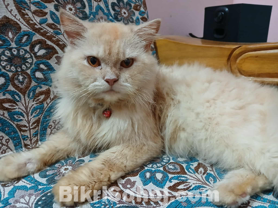 বিড়াল।পারসিয়ান